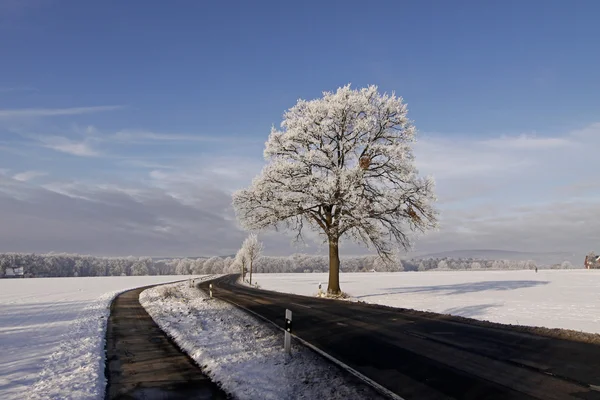 Tree with hoarfrost, Bad Laer, Osnabrueck country, Lower Saxony, Germany — Stock Photo, Image