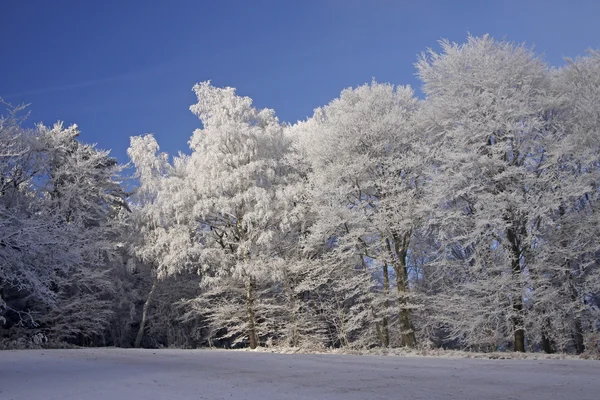 在冬天树与白霜、 georgsmarienhuette、 萨克森、 德国、 — 图库照片