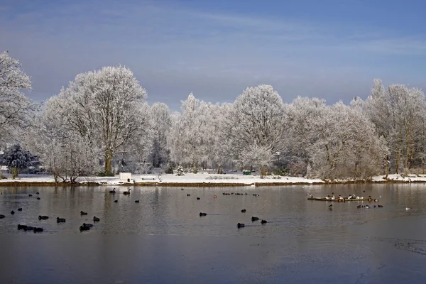 Bäume mit Teichlandschaft im Winter, Deutschland — Stockfoto