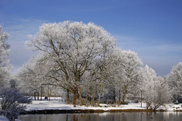 Árboles con paisaje de estanque en invierno, Bad Laer, parque termal, Alemania —  Fotos de Stock