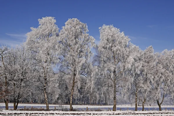 Березы на поле зимой, Нижняя Саксония, Германия — стоковое фото