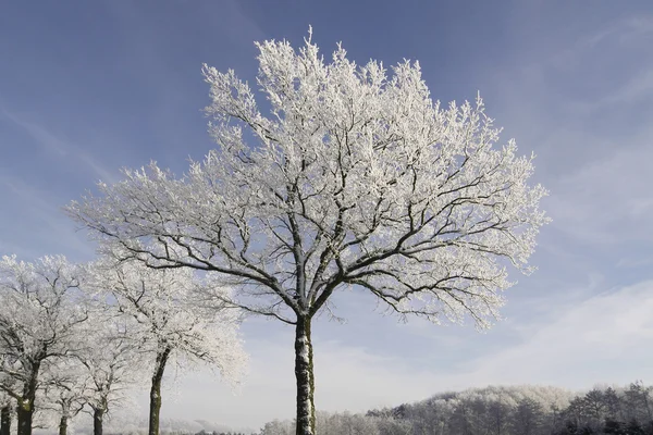 Árvores com geada em Hilter, Osnabruecker land, Lower Saxony, Alemanha — Fotografia de Stock