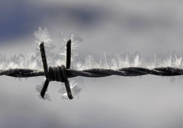 Alambre de espino con cristales de hielo —  Fotos de Stock