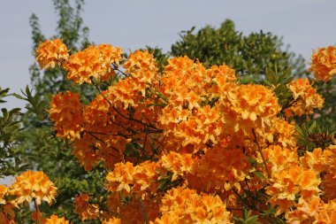 Rhododendron, oranje azalea in het voorjaar van