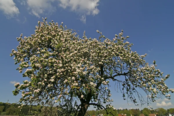 Apfelbaum im Frühling, Niedersachsen, gemany — Stockfoto
