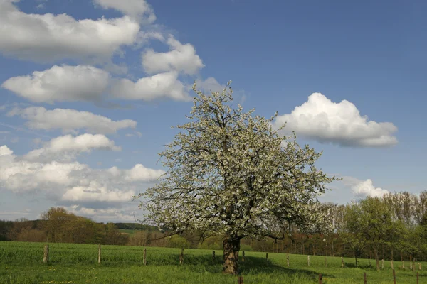 Jabłoń w wiosnę, Dolna Saksonia, Niemcy — Zdjęcie stockowe