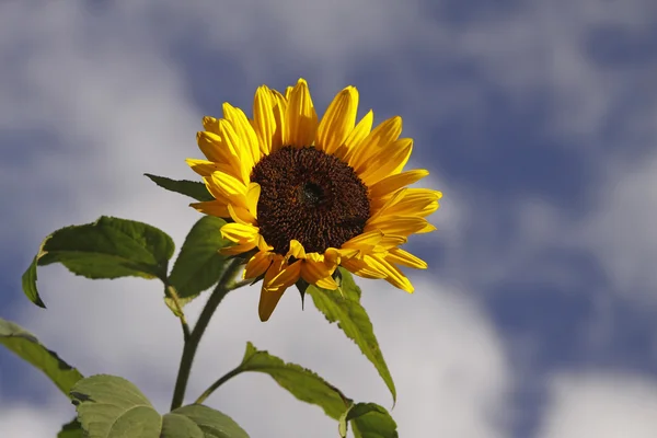 Sonnenblume, Helianthus annuus vor Wolken im Sommer — Stockfoto