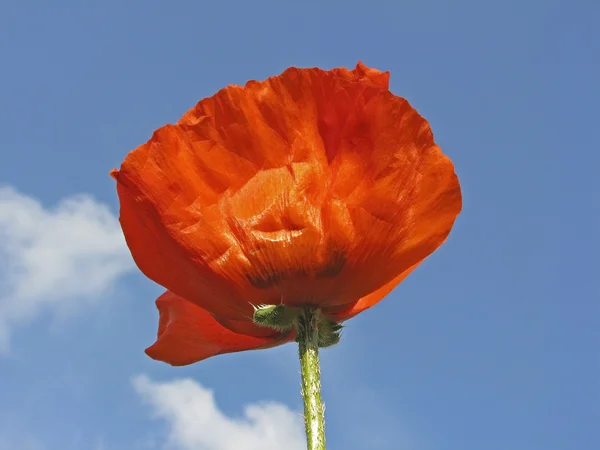 Red Poppy - front-lightning — Stock Photo, Image