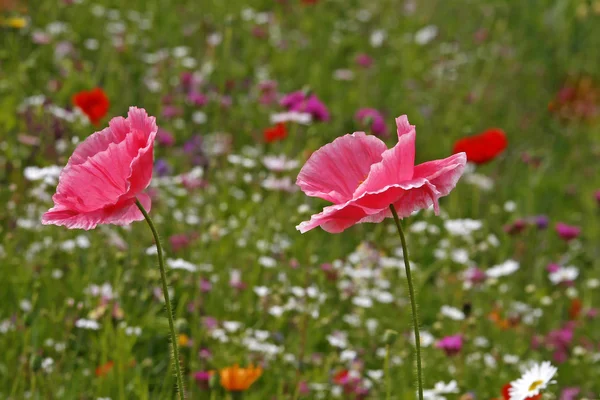 春季罂粟，粉红罂粟，草甸 — 图库照片