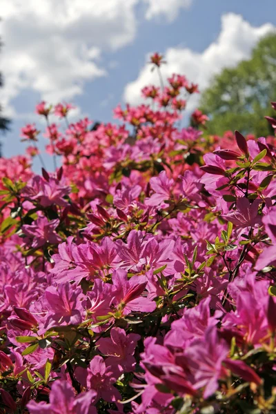 Azaleas in spring, Rhododendron, Germany — Stock Photo, Image