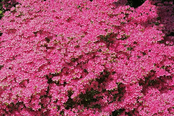Azáleas japonesas na primavera, Rhododendron, Alemanha — Fotografia de Stock