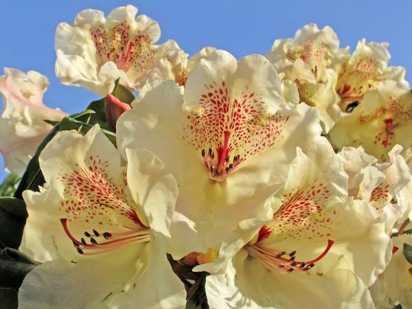 Azalia kwitnie wiosną, rododendron hybrydowy viscy — Zdjęcie stockowe