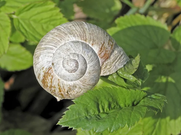 Edible snail, Roman snail, Burgundy Snail (Helix pomatia) on a leaf — Stock Photo, Image