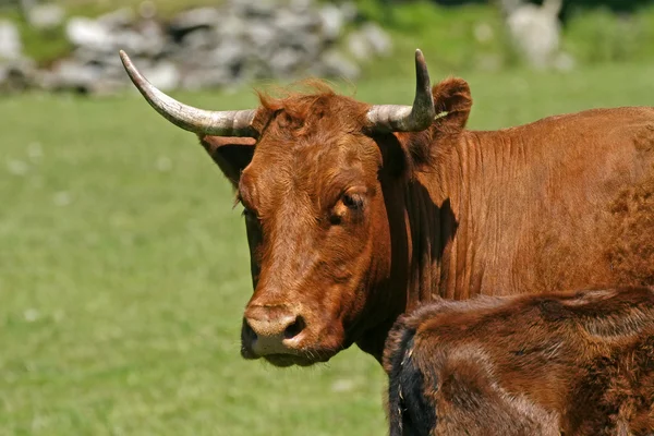 Ox, cornwall, südwest england — Stockfoto