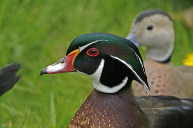 Wood duck or Carolina duck (Aix sponsa) - male bird clipart