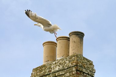 Larus argentatus, ringa martı Cornwall üzerinde bir çatı, İngiltere, Birleşik Krallık, Avrupa