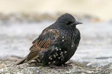 yıldız, sturnus vulgaris, sığırcık