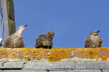 yıldız, sturnus vulgaris, çatıda üç sığırcık