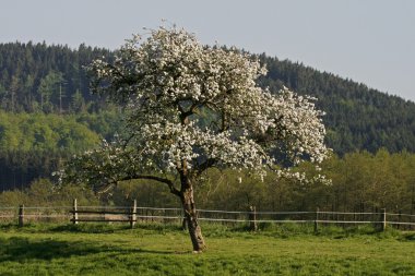 Apple tree in Lower Saxony, Germany, Europe clipart