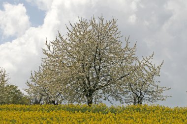 Cherry trees with rape field in spring, Hagen, Lower Saxony, Germany