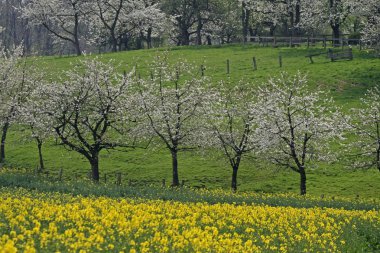 Cherry trees with rape field in spring, Hagen, Lower Saxony, Germany