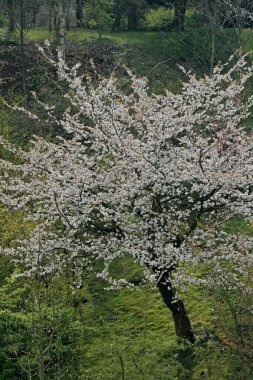 Bahar, Aşağı Saksonya, Almanya, Avrupa kiraz ağacı