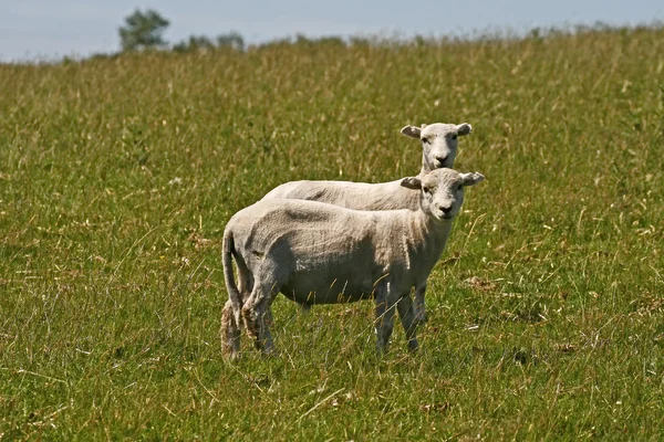 Dwie owce w bodmin moor, jezioro colliford, cornwall, południowo-zachodniej Anglii, Wielka Brytania, — Zdjęcie stockowe
