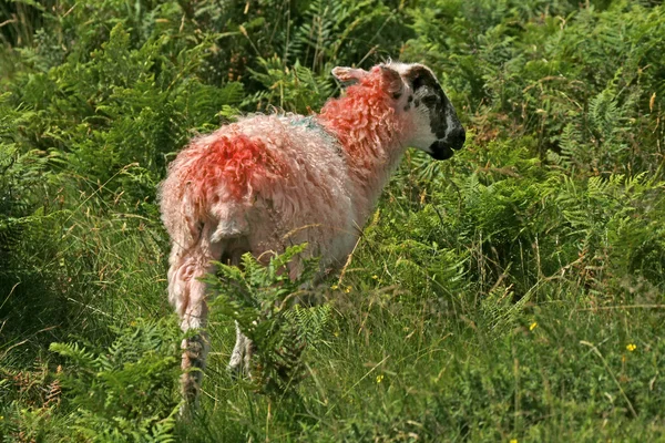 Ovelhas vermelhas no Dartmoor, Devon na Cornualha, Sudoeste da Inglaterra, Reino Unido, Europa — Fotografia de Stock