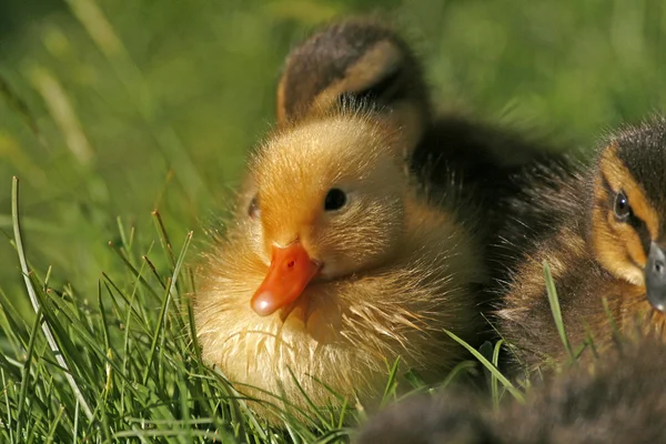 小鸭的春天在德国-北京鸭的草地上的一只野鸭 — 图库照片