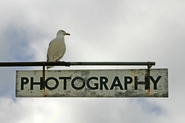 黑鱼、 鲱鱼鸥、 歌和老街、 英格兰、 英国 — 图库照片