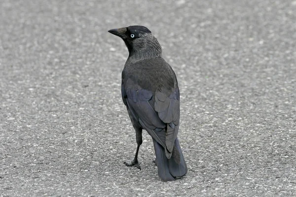 Corvus monedula, jackdraw på en gata i england, Europa — Stockfoto