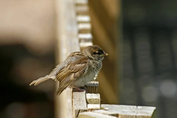 Casa Sparrow sentado em uma cerca — Fotografia de Stock