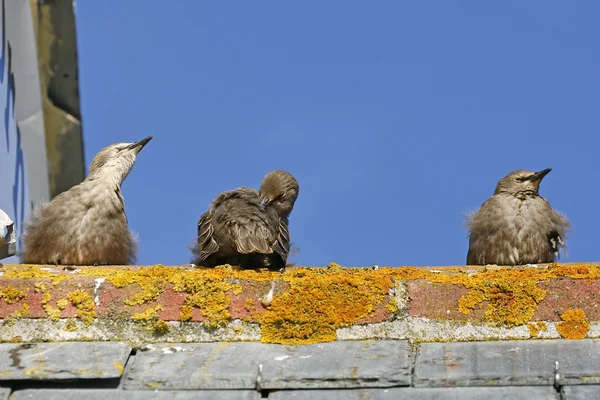 Estrella, Sturnus vulgaris, Tres Starlings en un techo —  Fotos de Stock