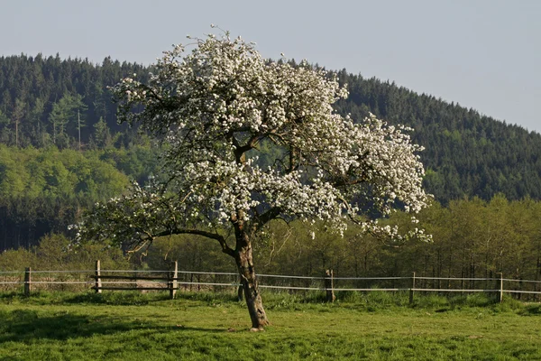 Äppelträd i lägre Sachsen, Tyskland, Europa — Stockfoto