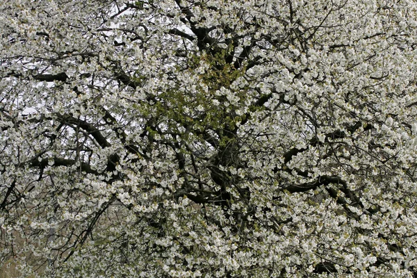 Ciliegio in primavera in Bassa Sassonia, Germania, Europa — Foto Stock