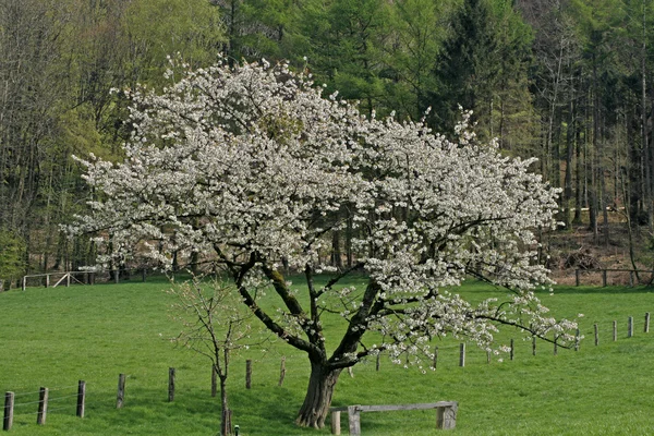 Körsbärsträd i Niedersachsen, Tyskland — Stockfoto