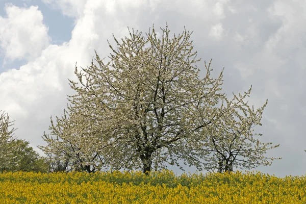 Kirschbäume mit Rapsfeld im Frühjahr, hagen, Niedersachsen, Deutschland — Stockfoto