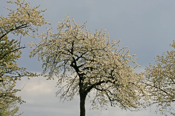 樱桃树在春天，哈根，降低萨克森，德国欧洲 — 图库照片