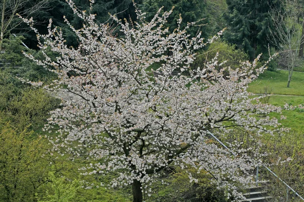 Wiśniowe drzewo w dolnej Saksonii, w Niemczech wiosną — Zdjęcie stockowe
