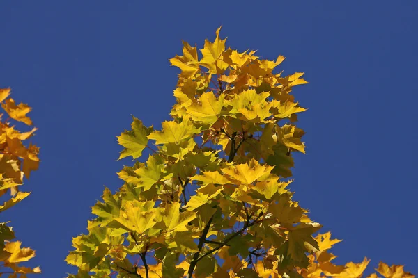 秋のノルウェーメープル(プラタノイド) 、ドイツ、ヨーロッパ — ストック写真