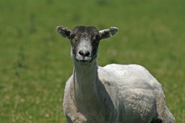 koyun bodmin moor, colliford Gölü, cornwall, güneybatı İngiltere, Birleşik Krallık