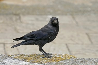 Corvus monedula, Jackdraw