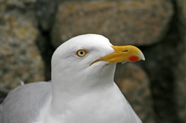 Larus argentatus, ringa martı.