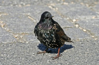 yıldız, sturnus vulgaris, sığırcık