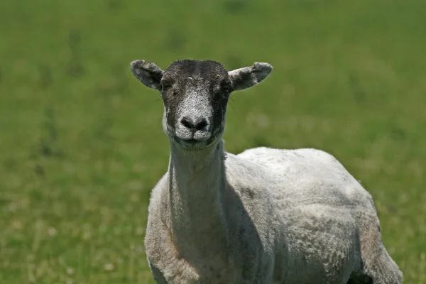 ボドミンの羊の湿原は、colliford 湖、コーンウォール、イングランド南西部、英国 — ストック写真