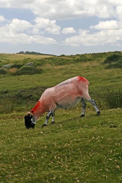 Červené ovce v Dartmooru, devon, cornwall, jihozápadní Anglie, Velká Británie, Evropa — Stock fotografie