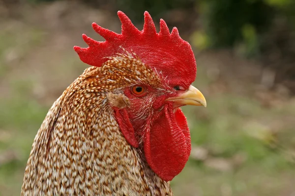 ドイツでは、ヨーロッパの茶色の鶏 — ストック写真