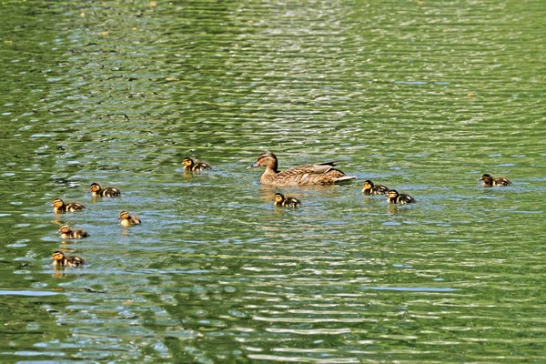 Mallard, Anas platyrhynchos (female) with ducklings — Stock Photo, Image