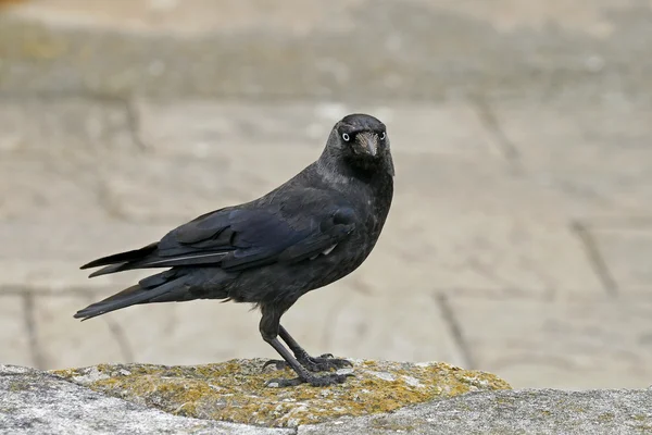 Corvus monedula, Jackdraw — Zdjęcie stockowe
