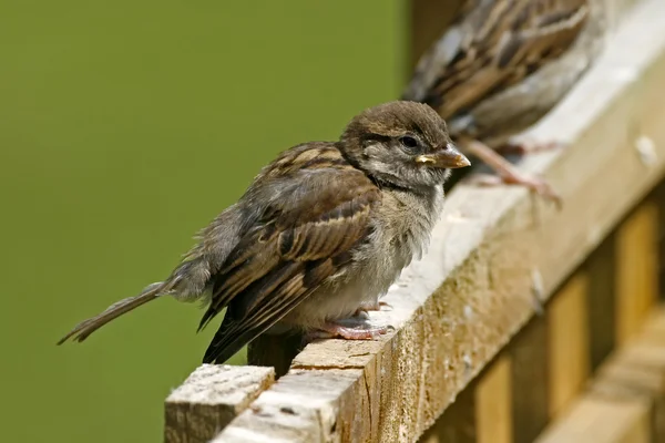 Passer domesticus, House Sparrow — Stock Photo, Image